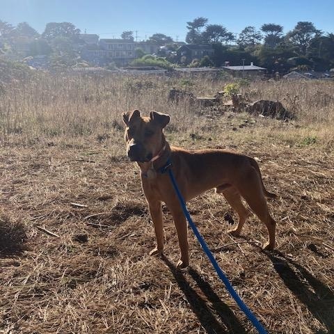 Enlarge Enzo, a ADOPTABLE mixed breed in Half Moon Bay, CA image 1/4