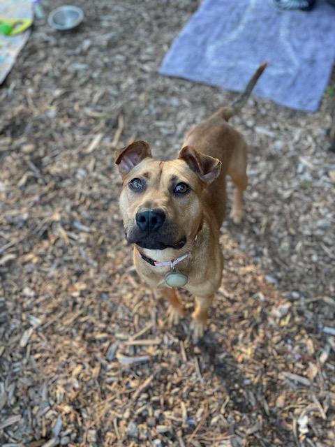 Enlarge Enzo, a ADOPTABLE mixed breed in Half Moon Bay, CA image 2/4