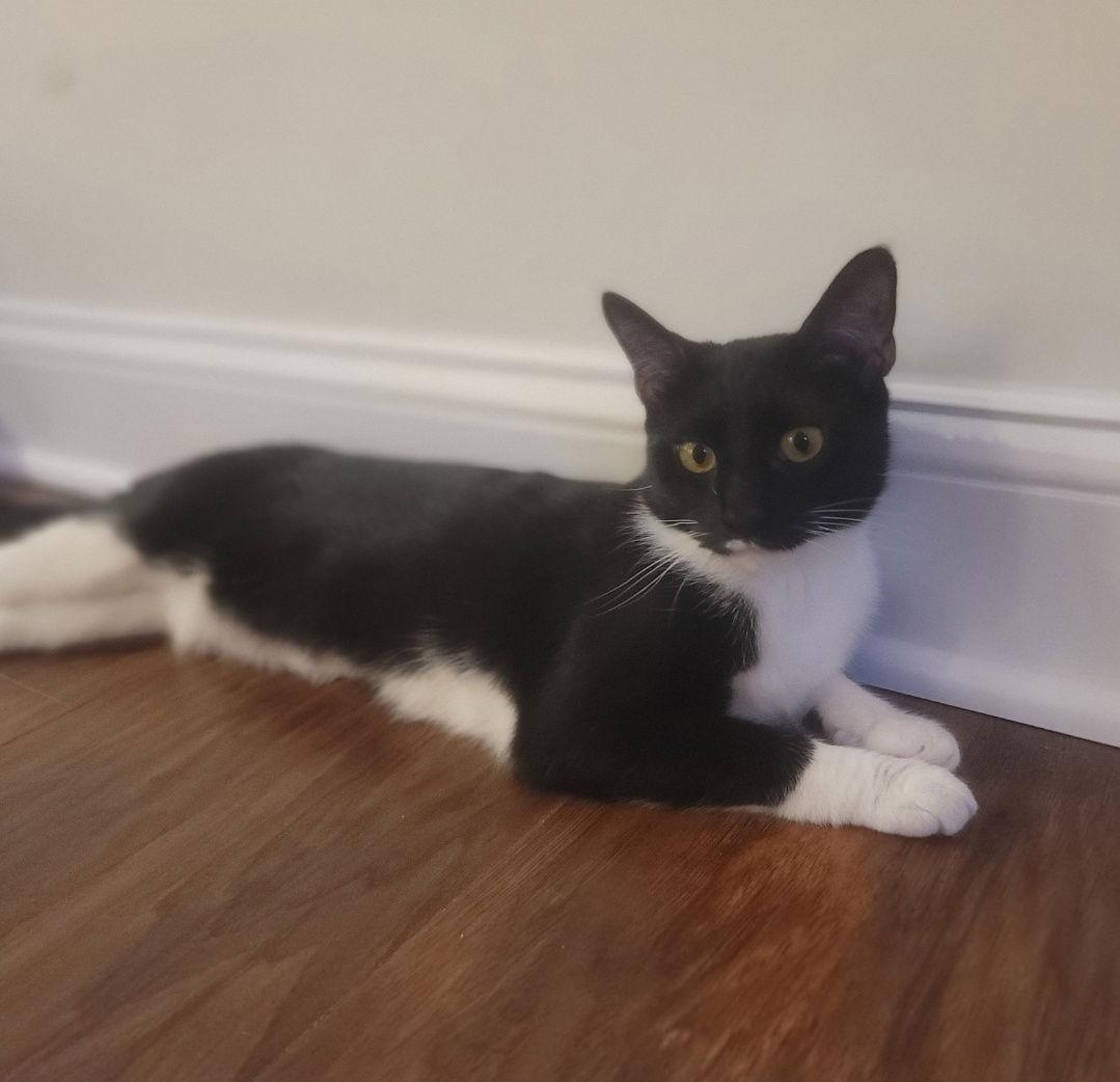 Maisie Felv+ — thumbnail 3