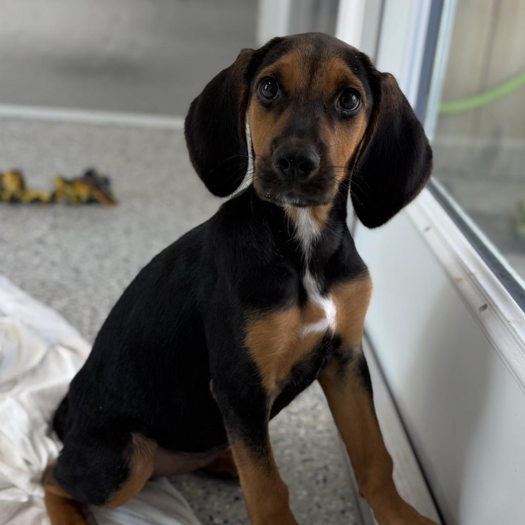 Enlarge Gonzo, a Adoptable Beagle in Freeport, FL image 1/2