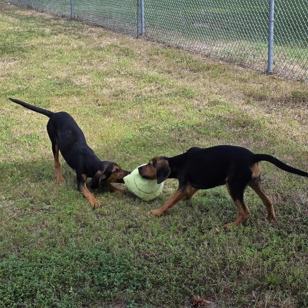 Enlarge Gonzo, a Adoptable Beagle in Freeport, FL image 2/2