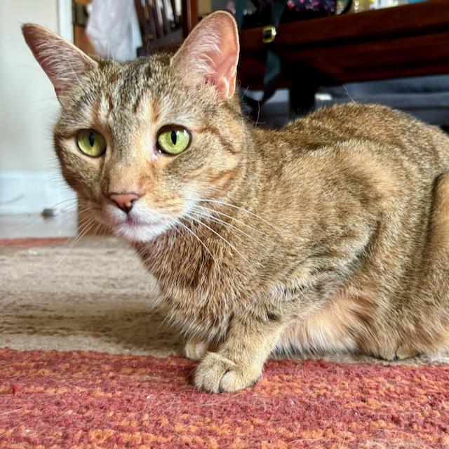 Pavonia, adoptable, Adult Female Domestic Short Hair.