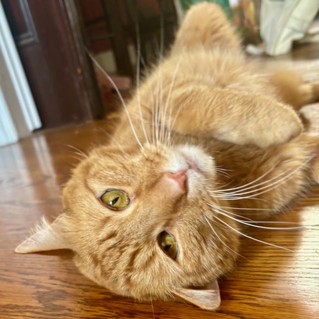 Enlarge Pavonia, an adoptable Domestic Short Hair in Jersey City, NJ image 5/6