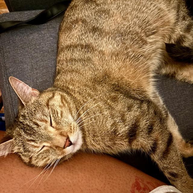 Enlarge Pavonia, an adoptable Domestic Short Hair in Jersey City, NJ image 3/6