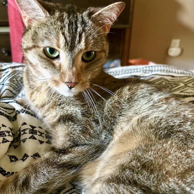 Enlarge Pavonia, an adoptable Domestic Short Hair in Jersey City, NJ image 4/6