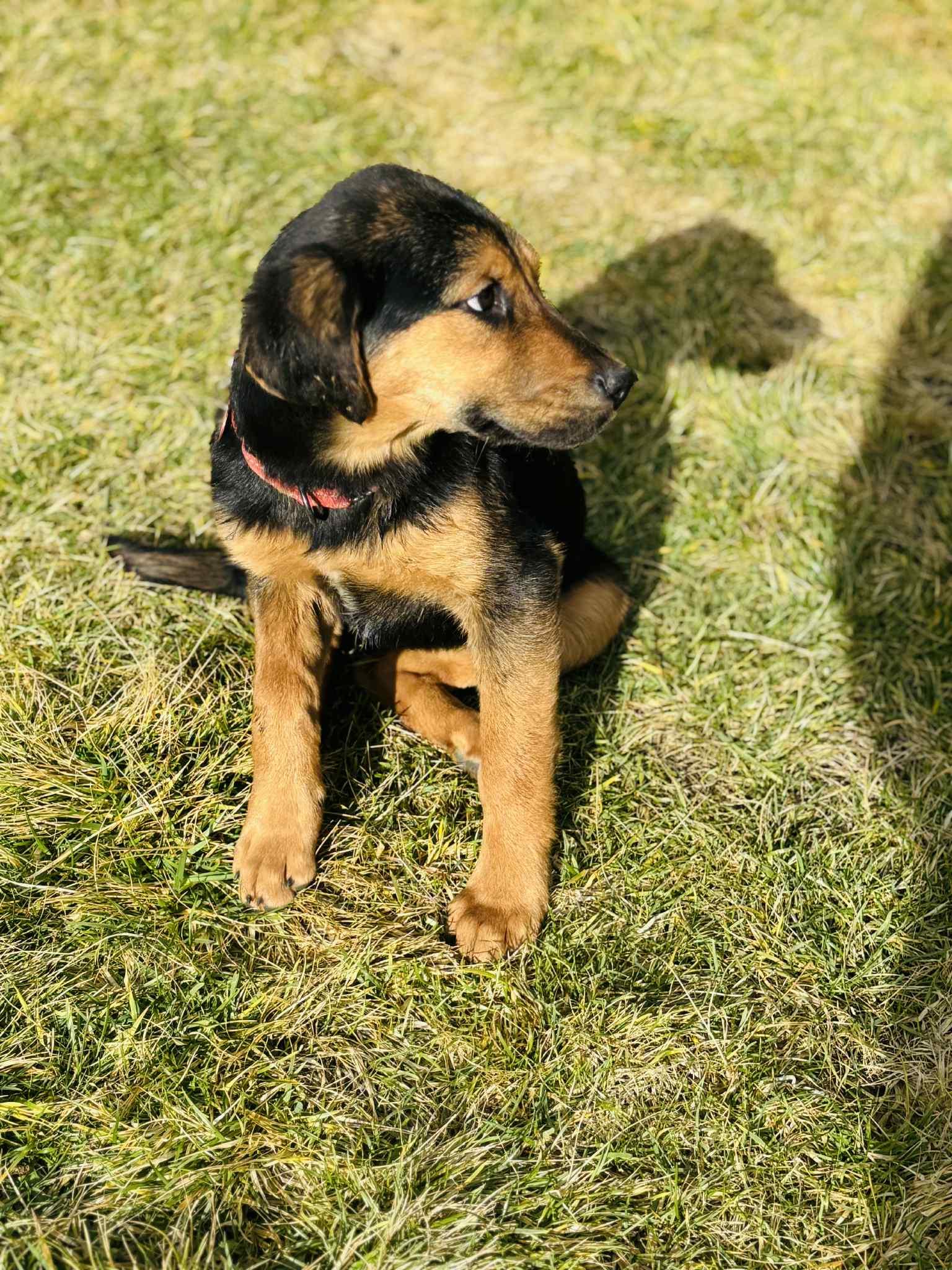 Rose, an adoptable mixed breed in Grants Pass, OR image 2/5