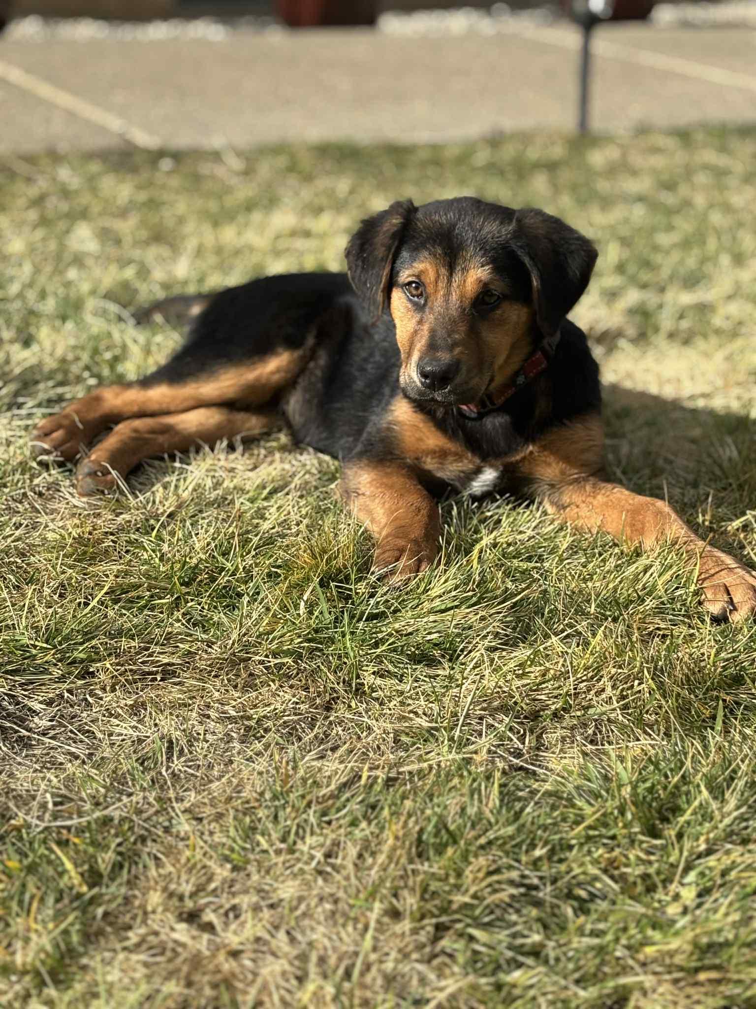 Rose, an adoptable mixed breed in Grants Pass, OR image 5/5