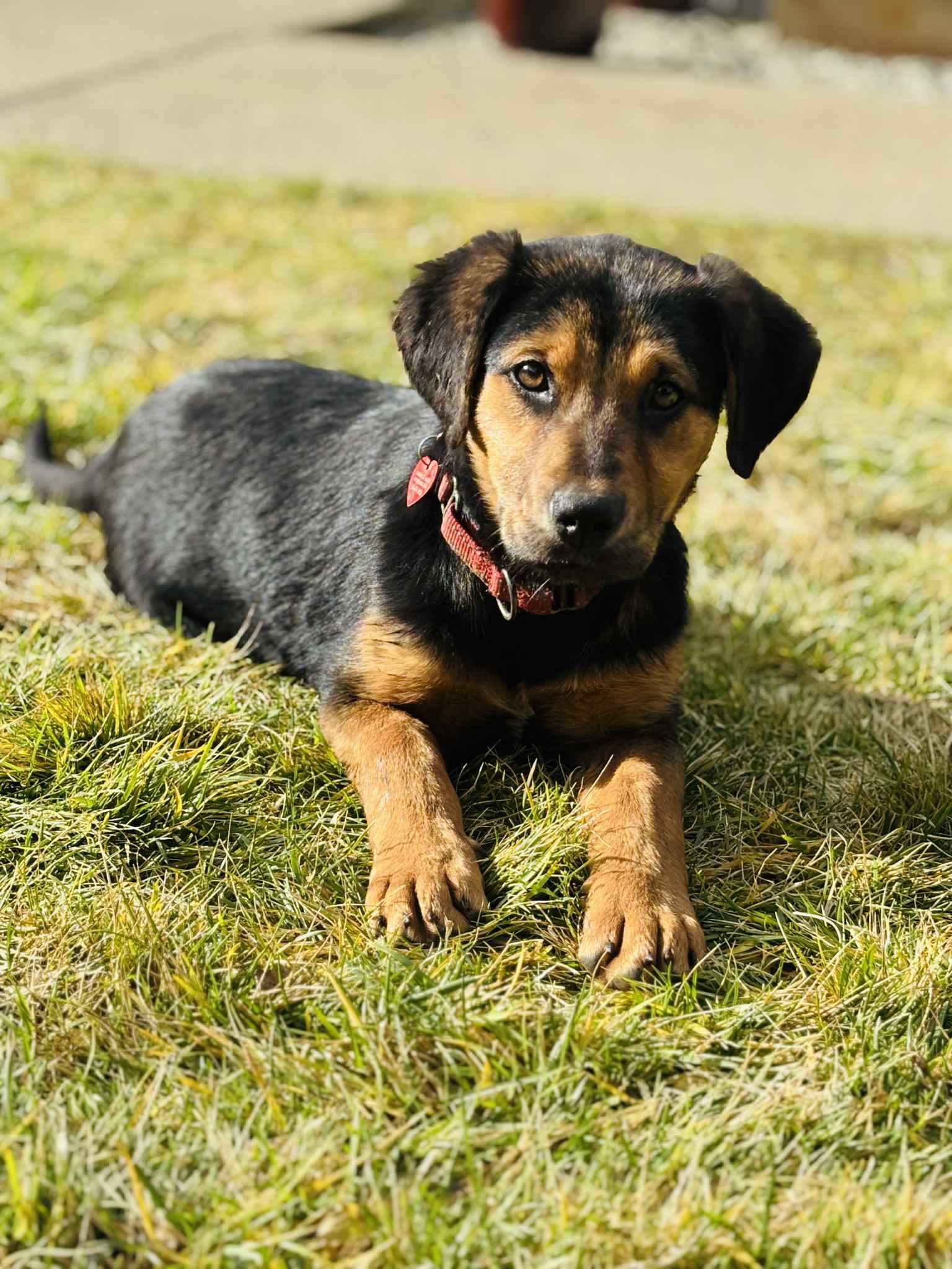Rose, an adoptable mixed breed in Grants Pass, OR image 1/5