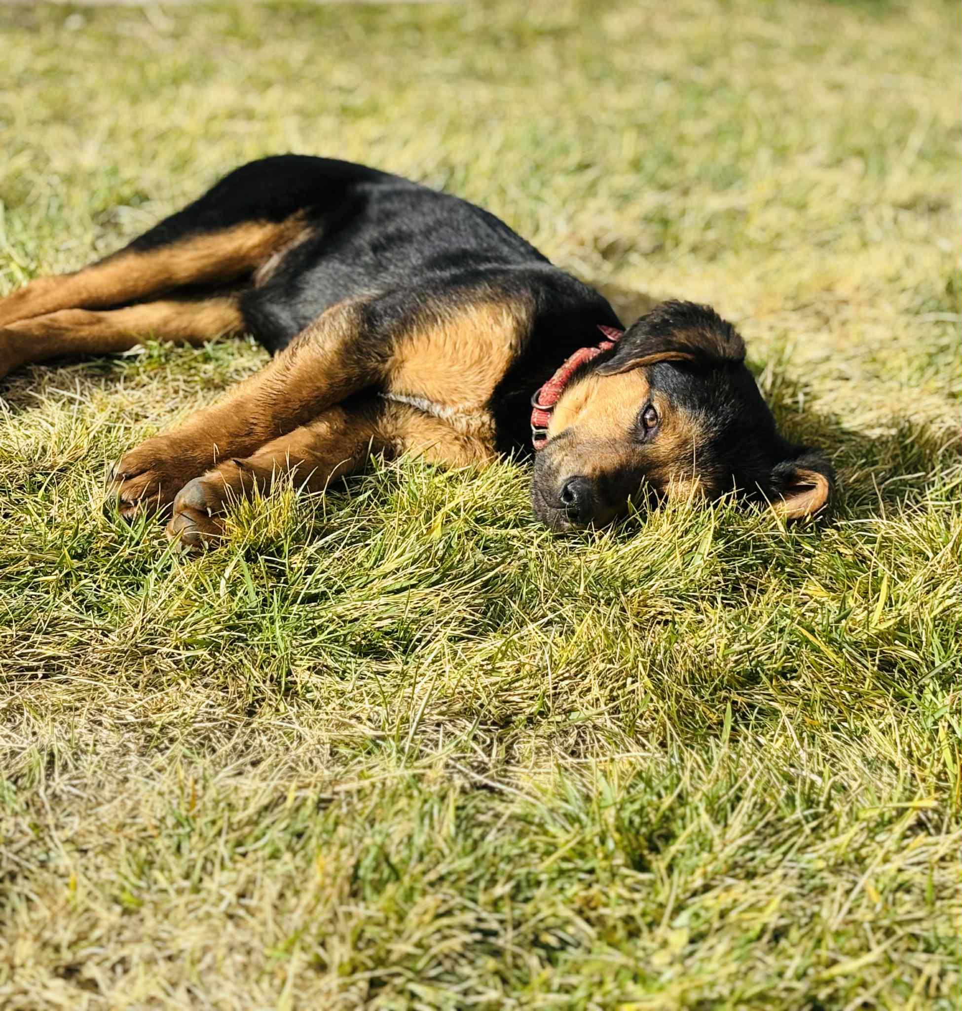 Rose, an adoptable mixed breed in Grants Pass, OR image 4/5
