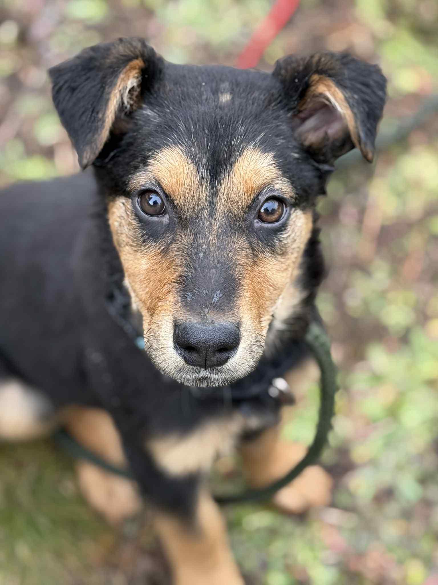 Rose, an adoptable mixed breed in Grants Pass, OR image 3/5