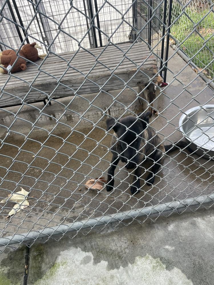 Zoey — thumbnail 3