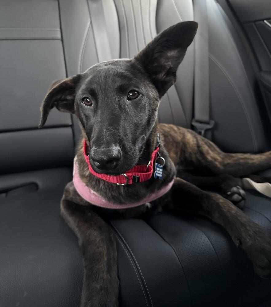 Zoey — thumbnail 6