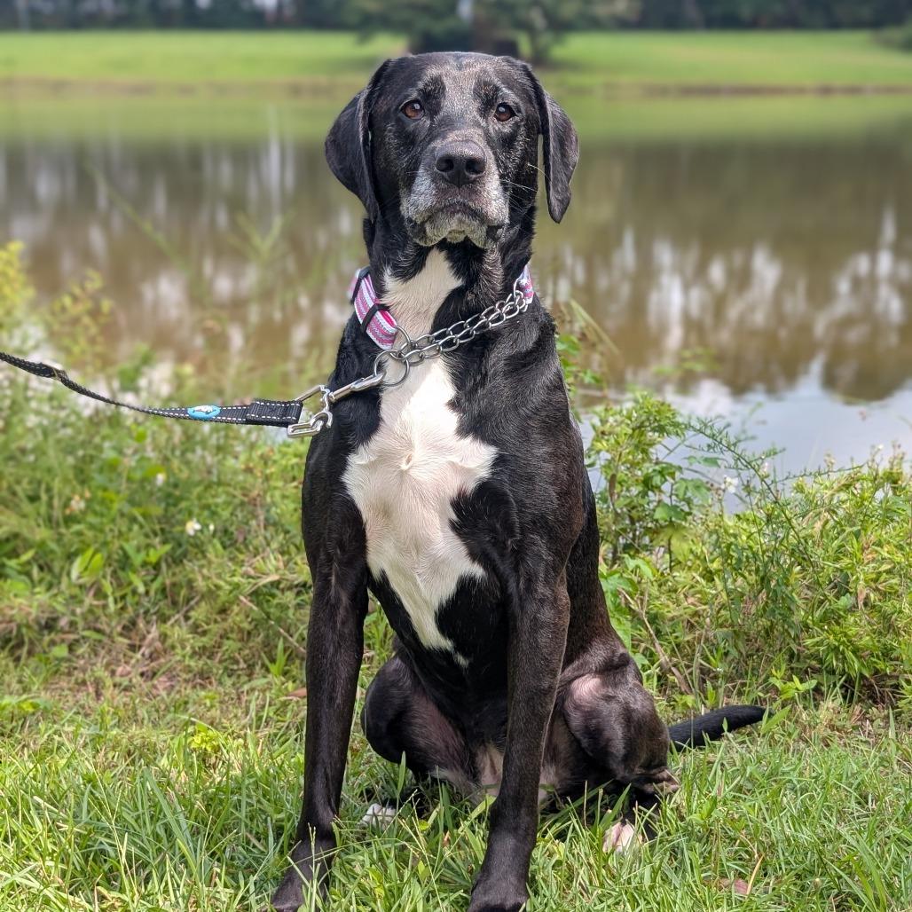 Enlarge Stella Blue 04-1218, a Adoptable mixed breed in Tyrone, GA image 1/6