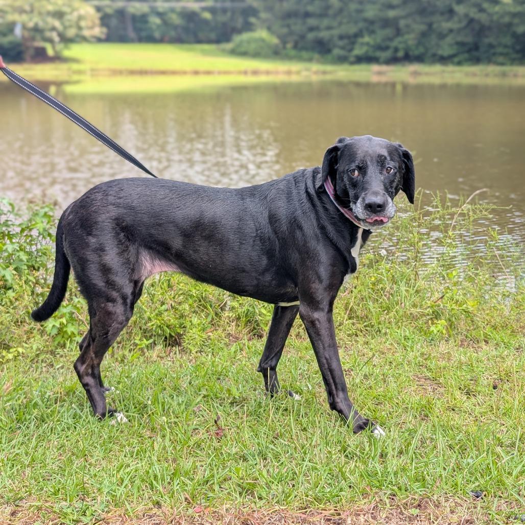 Enlarge Stella Blue 04-1218, a Adoptable mixed breed in Tyrone, GA image 2/6