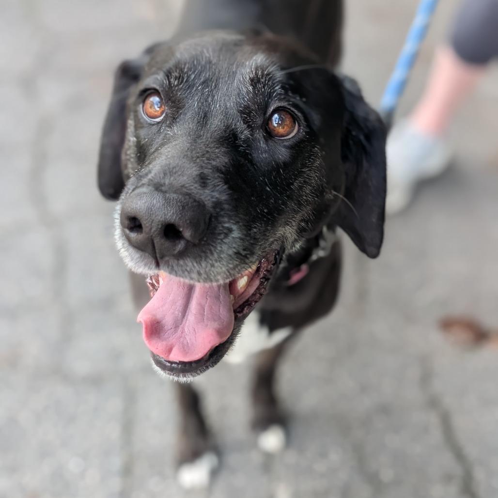 Enlarge Stella Blue 04-1218, a Adoptable mixed breed in Tyrone, GA image 3/6