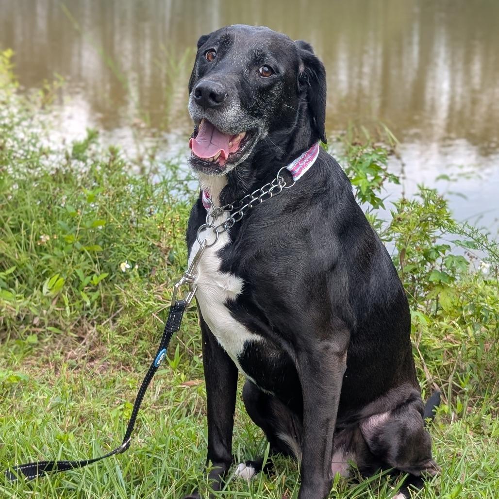 Enlarge Stella Blue 04-1218, a Adoptable mixed breed in Tyrone, GA image 4/6