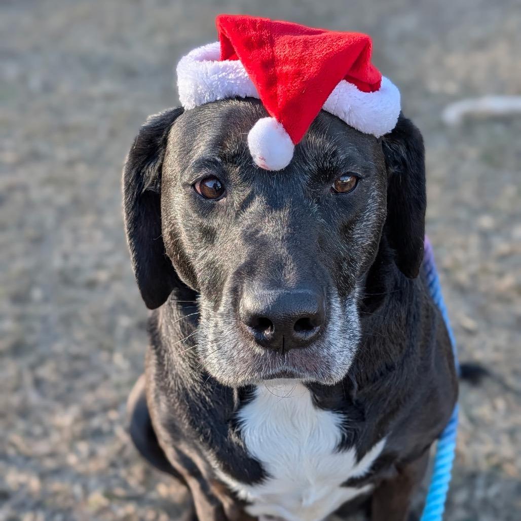 Enlarge Stella Blue 04-1218, a Adoptable mixed breed in Tyrone, GA image 4/6