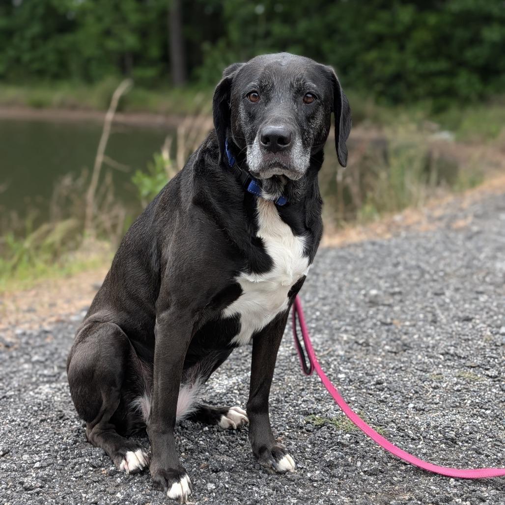 Stella Blue 04-1218, a Adoptable mixed breed in Tyrone, GA image 6/6