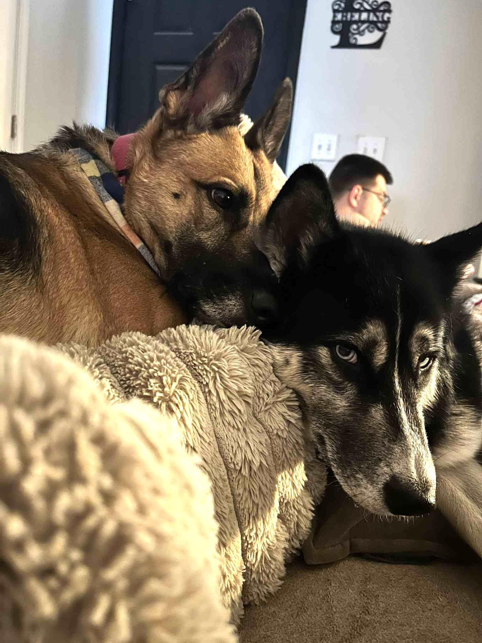 Enlarge ADA, a Adoptable German Shepherd Dog image 5/6