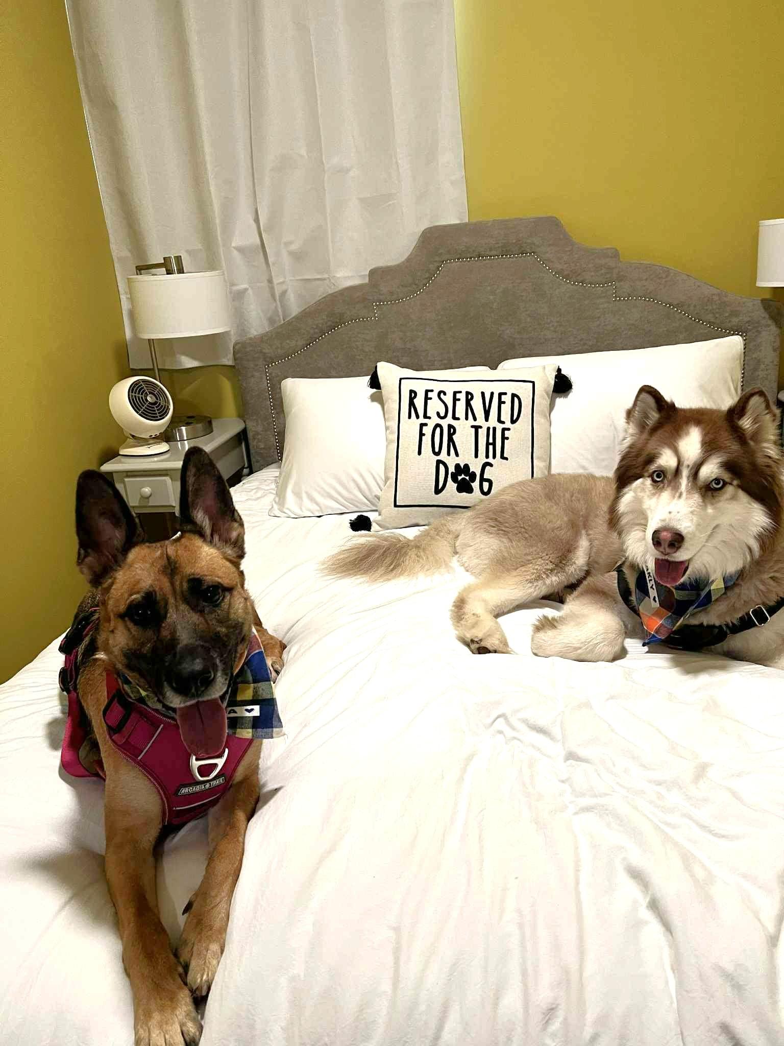 Enlarge ADA, a Adoptable German Shepherd Dog image 4/6