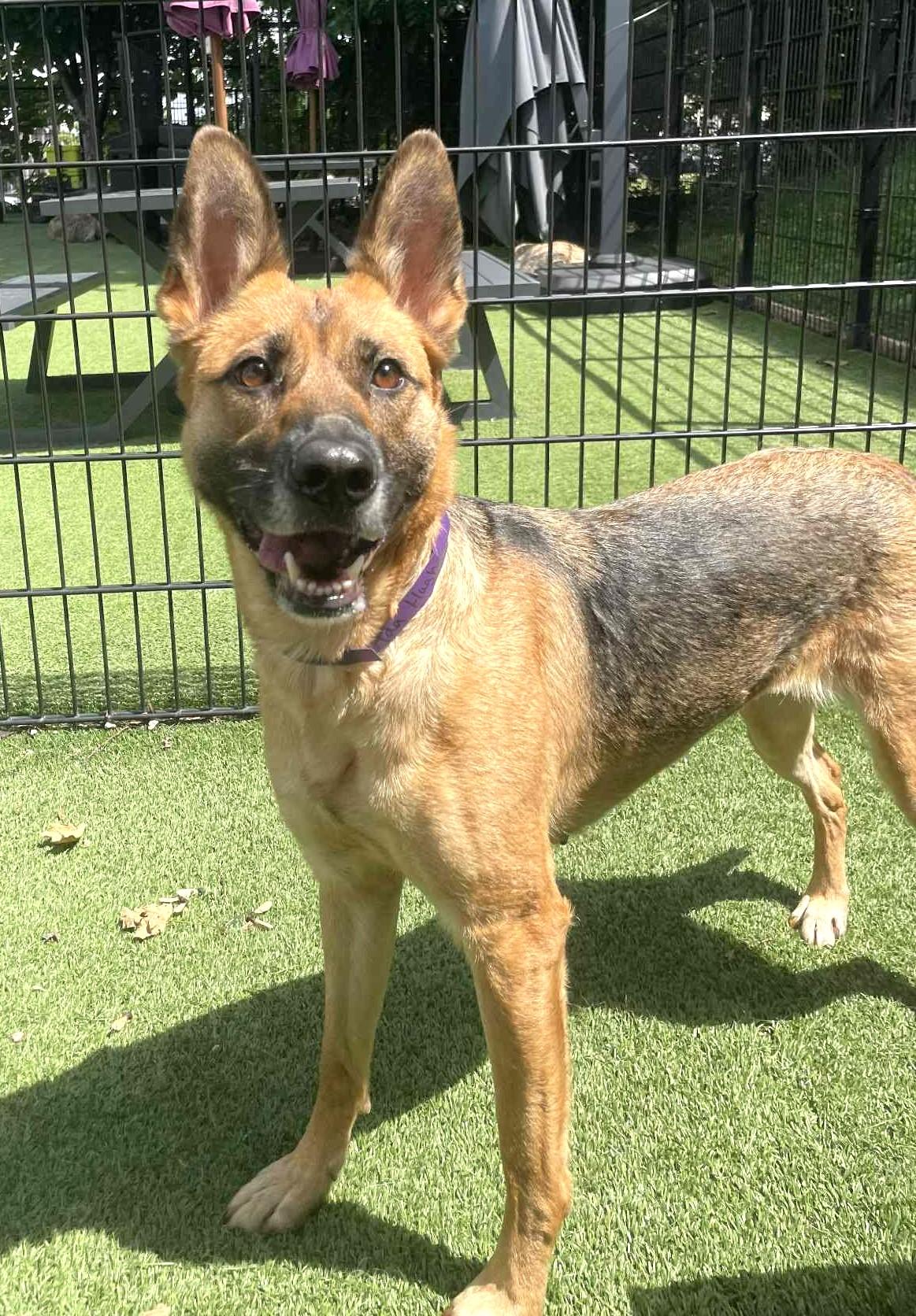 ADA, Adoptable, Adult Female German Shepherd Dog.