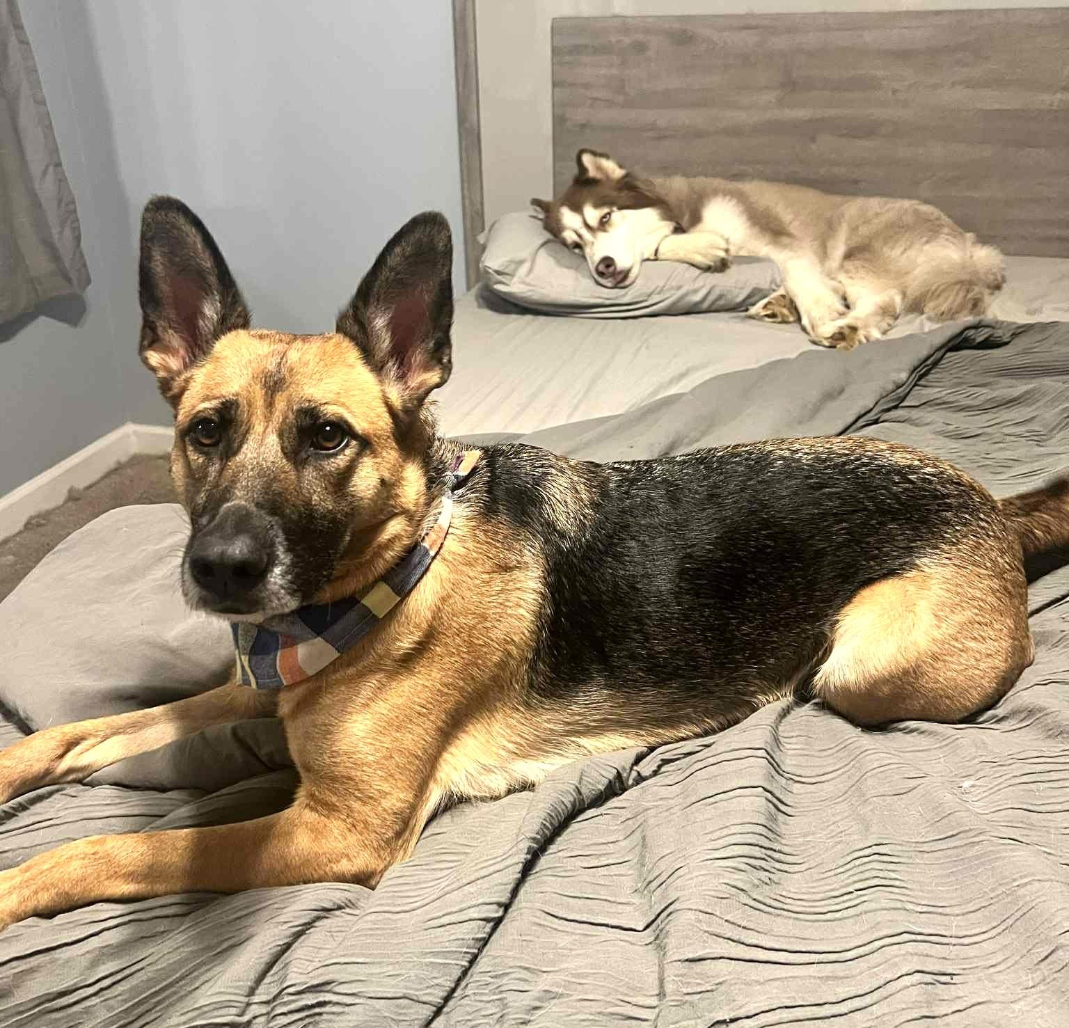 Enlarge ADA, a Adoptable German Shepherd Dog image 3/6