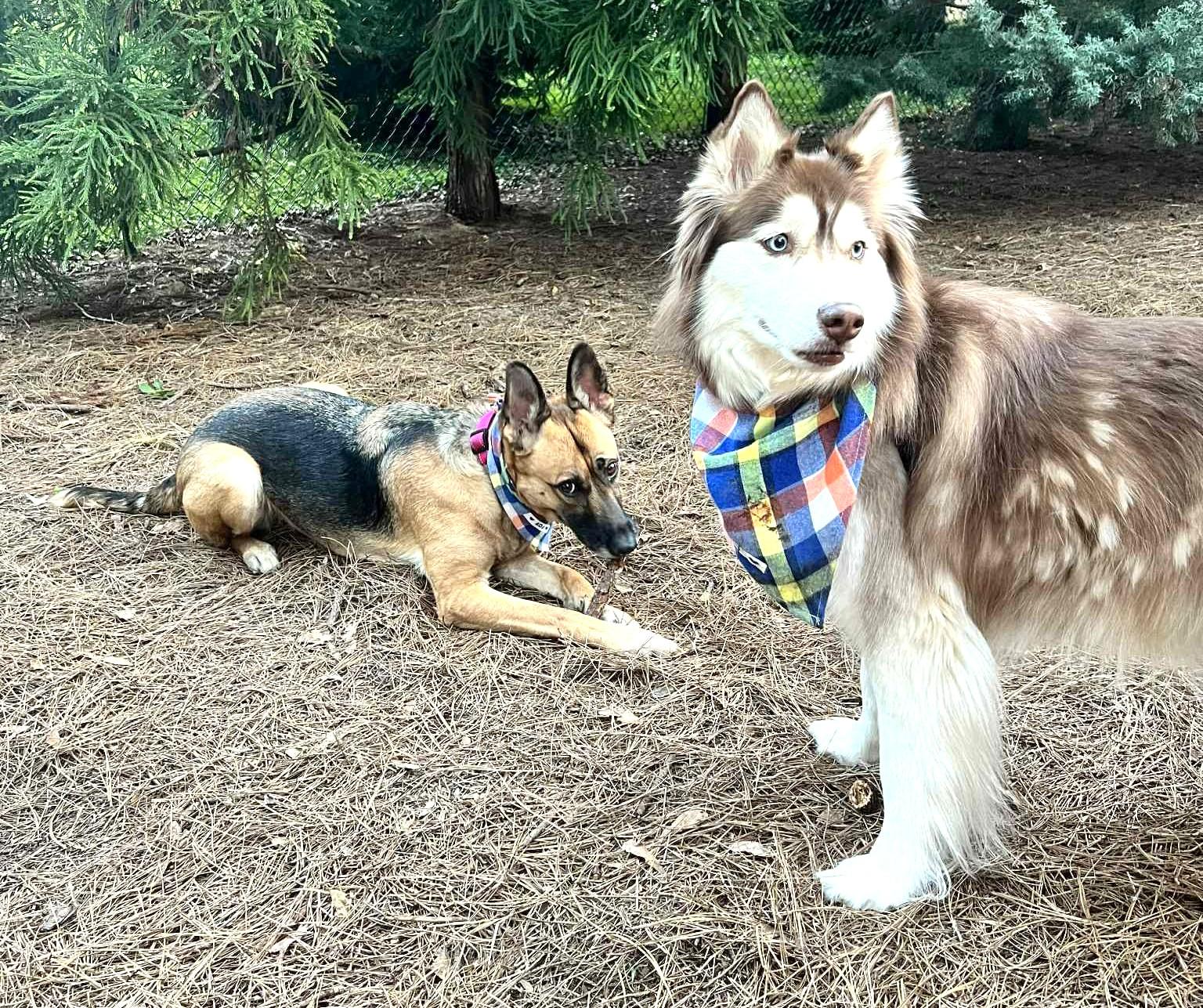 Enlarge ADA, a Adoptable German Shepherd Dog image 6/6