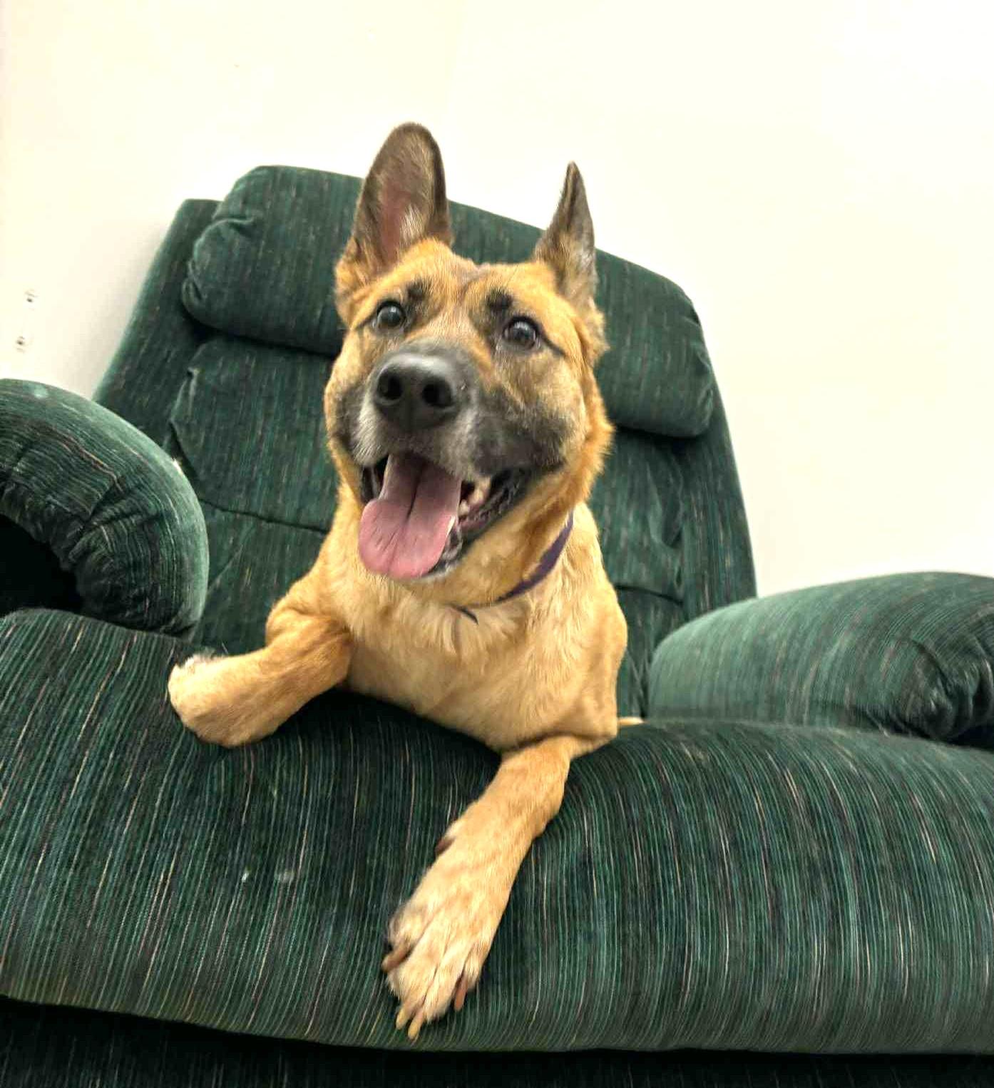 Enlarge ADA, a Adoptable German Shepherd Dog image 2/6