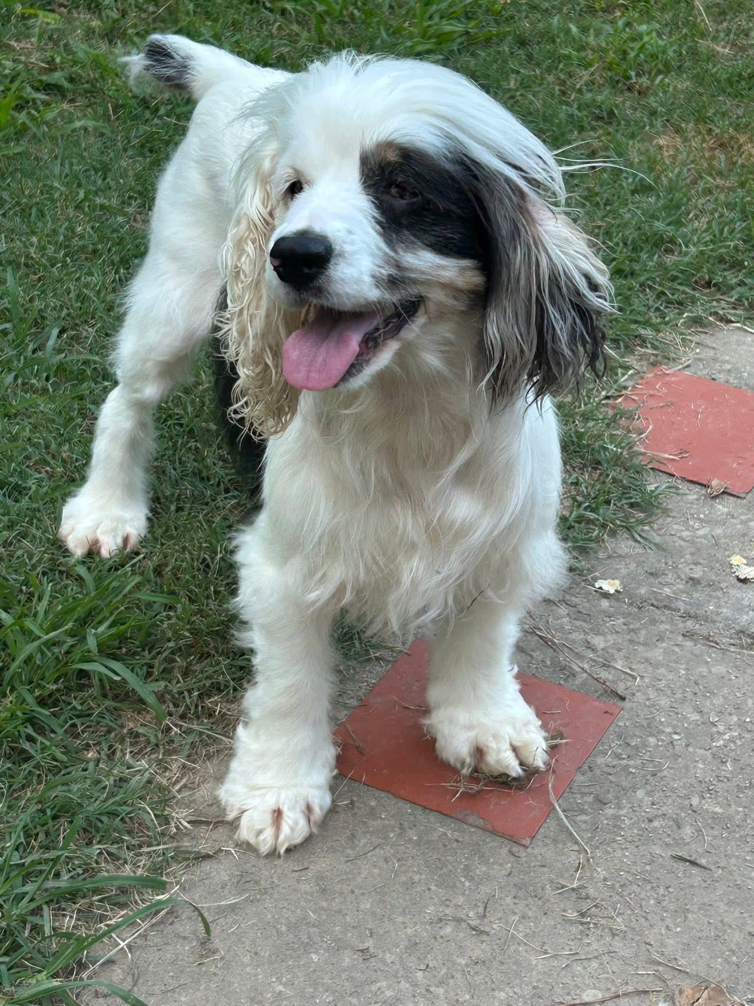 Cruella, Adoptable, Adult Female Cocker Spaniel.
