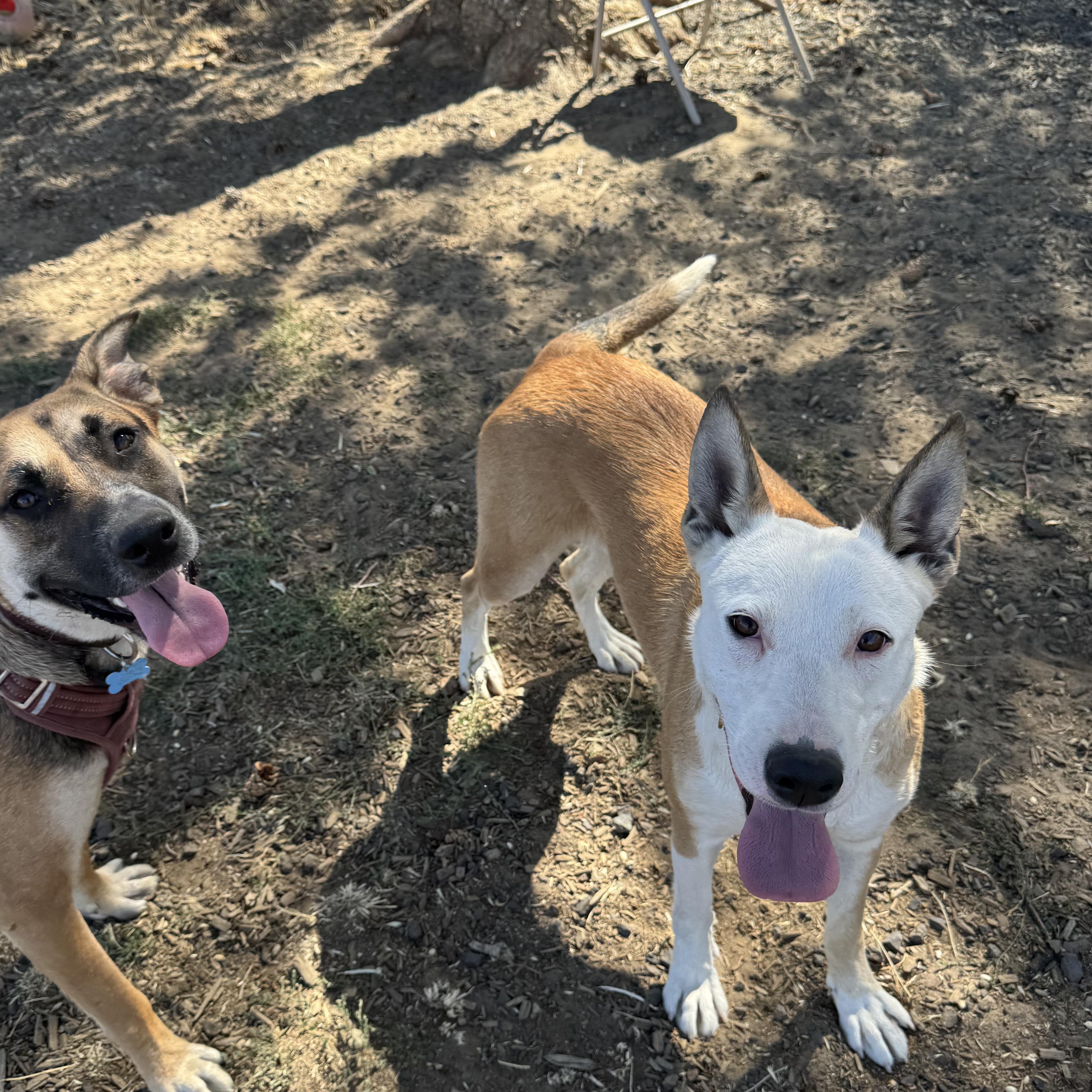 Julie, a Adoptable mixed breed in The Dalles, OR image 3/5