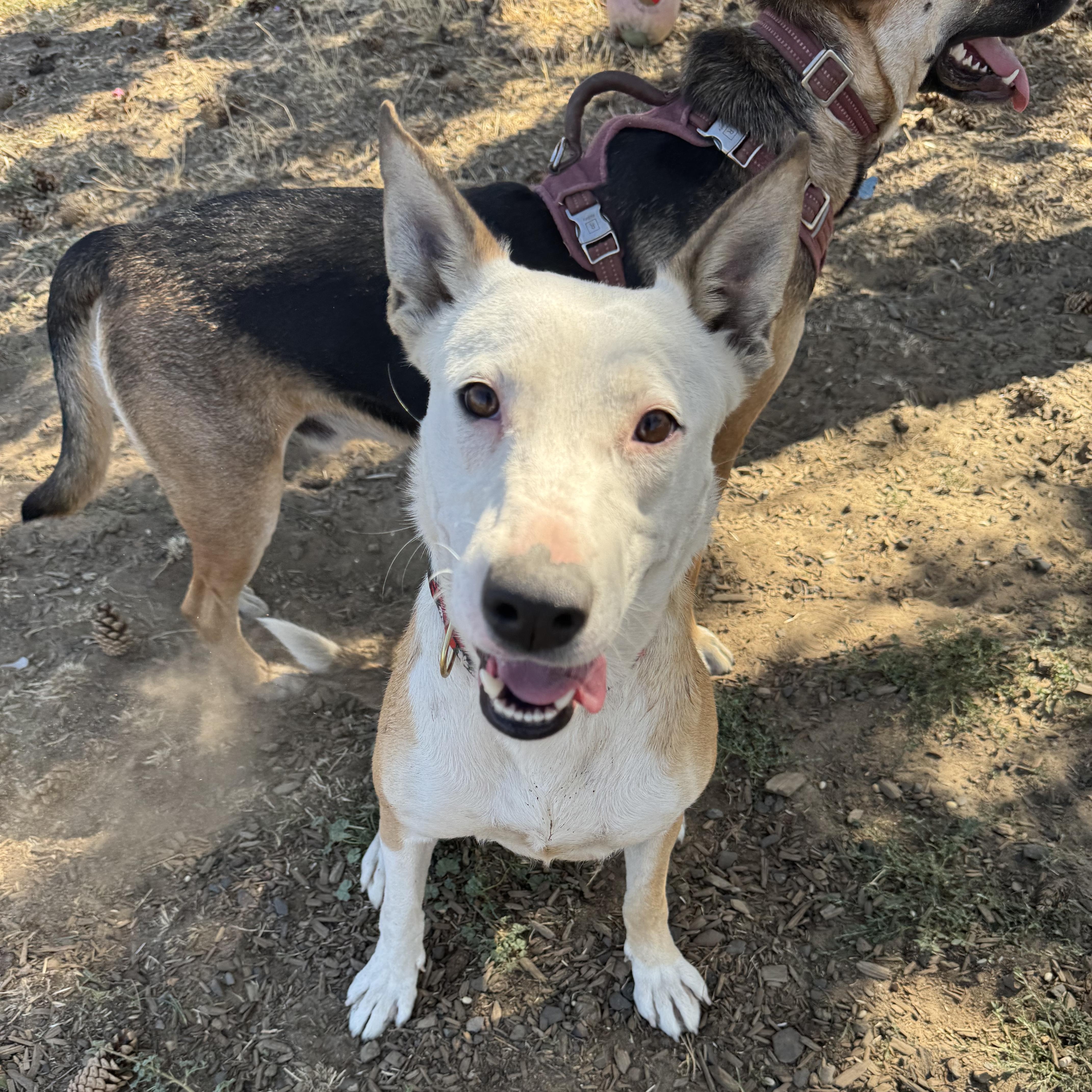Julie, an adoptable Cattle Dog in The Dalles, OR, 97058 | Photo Image 2