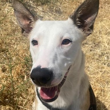 Julie, an adoptable Cattle Dog in The Dalles, OR, 97058 | Photo Image 4