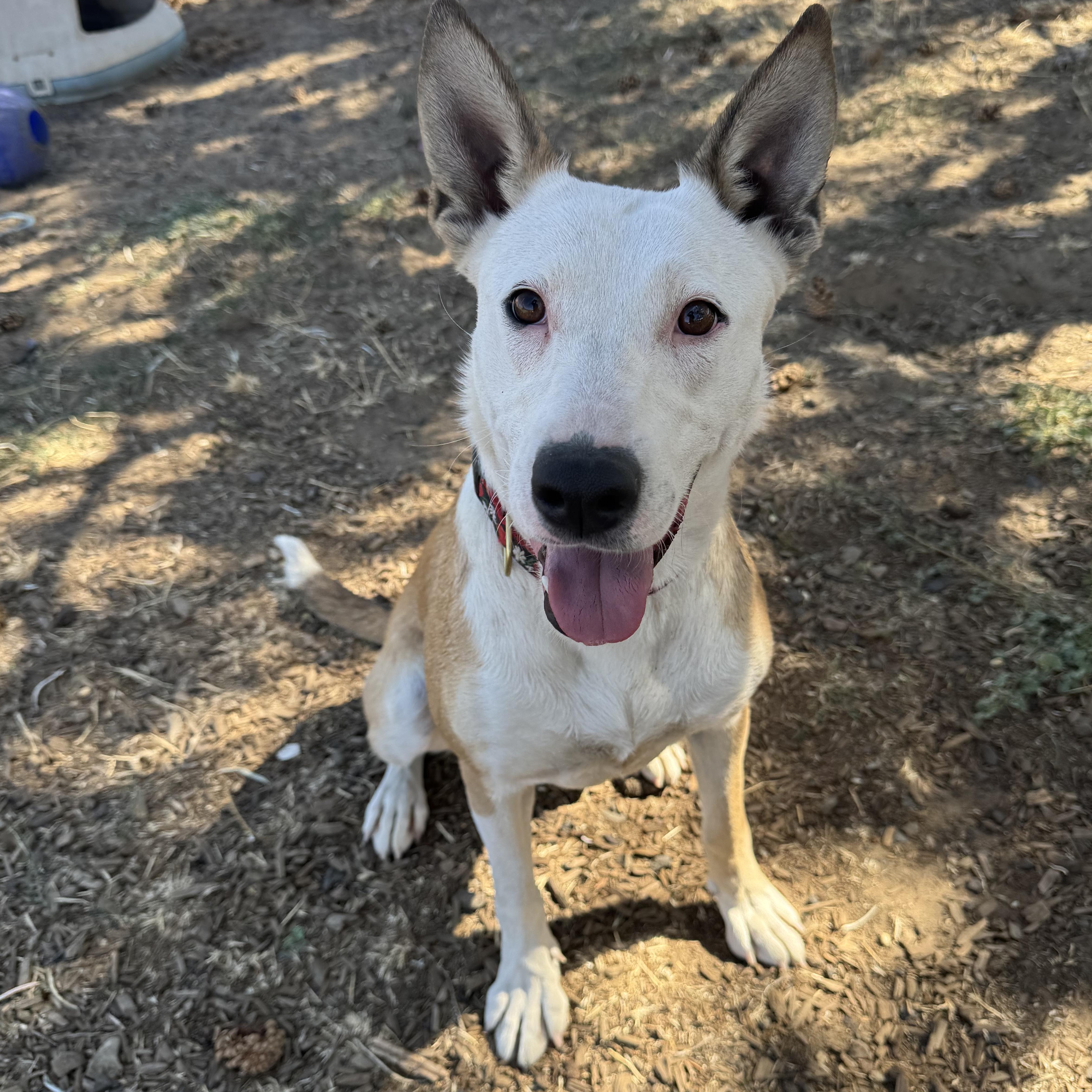 Julie, an adoptable Cattle Dog in The Dalles, OR, 97058 | Photo Image 1