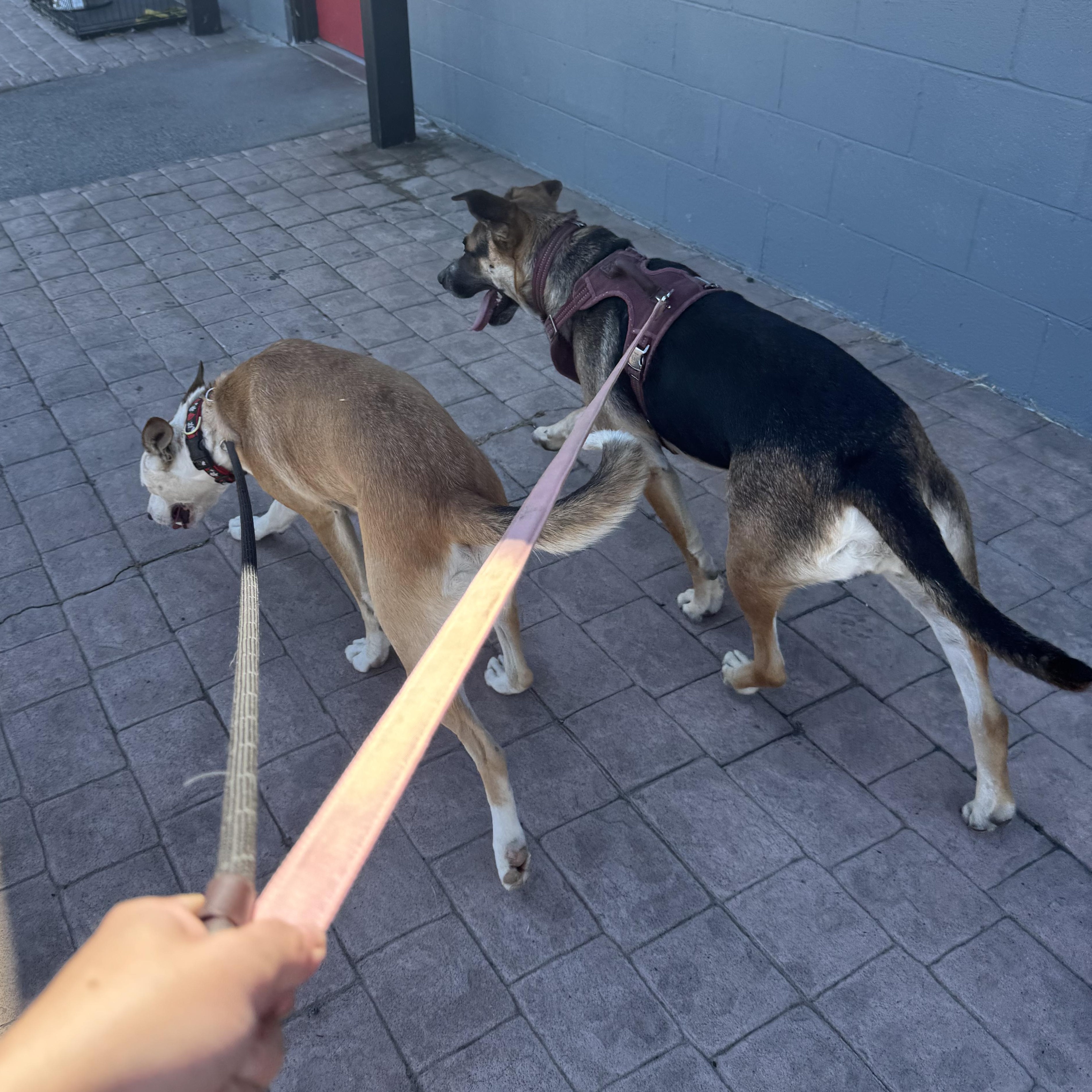 Julie, a Adoptable mixed breed in The Dalles, OR image 5/5