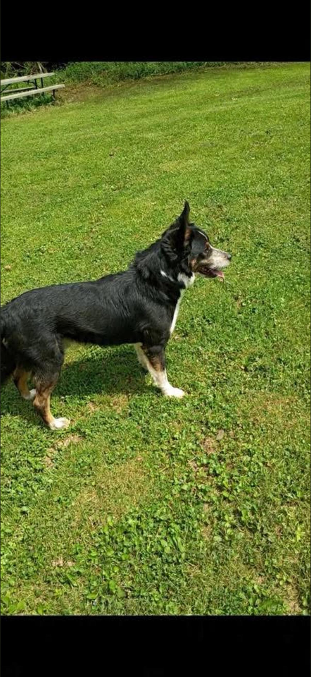 Enlarge Bandit, a Adoptable mixed breed in Long Bottom, OH image 2/2