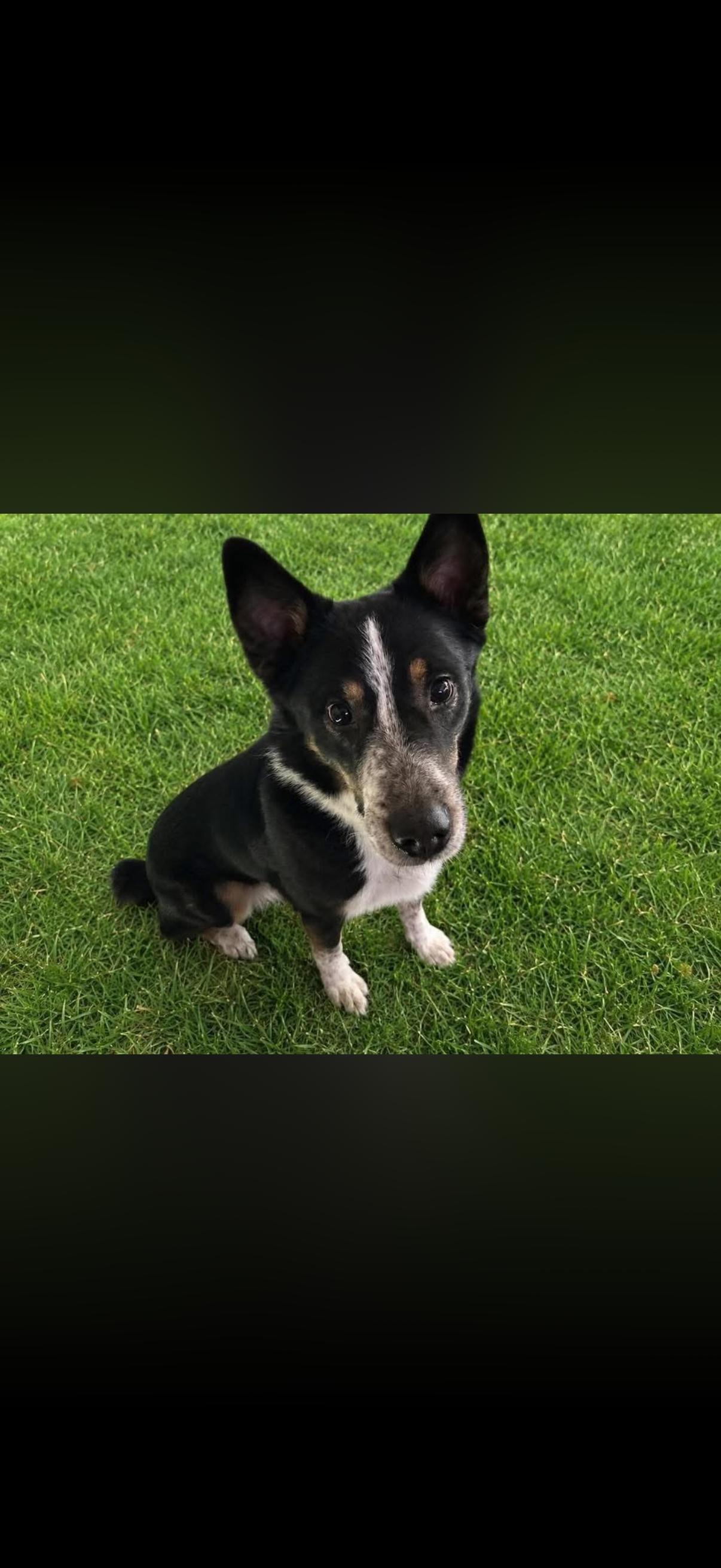 Enlarge Bandit, a Adoptable mixed breed in Long Bottom, OH image 1/2