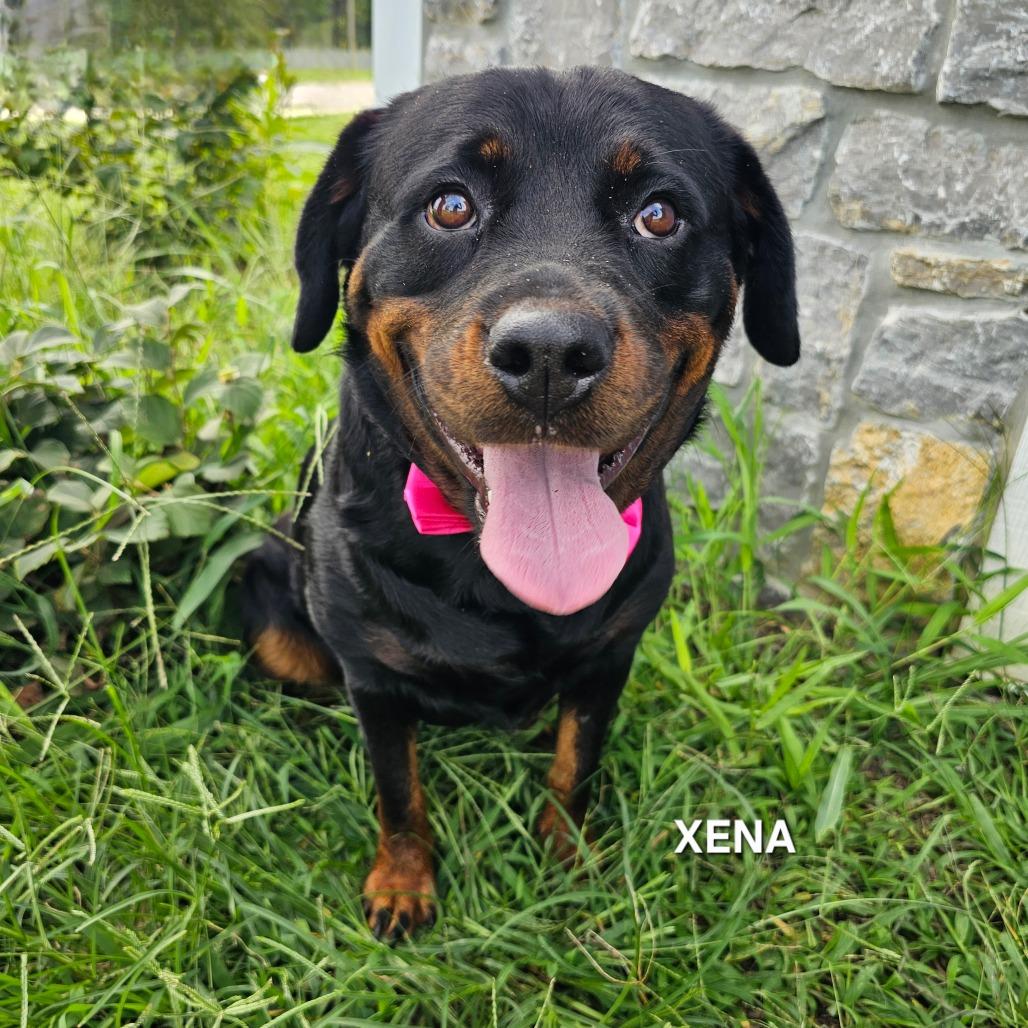Xena, Adoptable, Adult Female Rottweiler & Rottweiler.