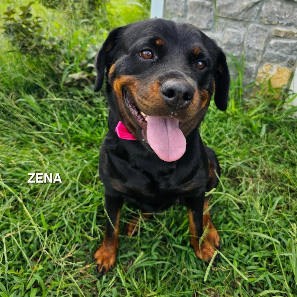 Enlarge Xena, a Adoptable mixed breed in Madisonville, TN image 2/4