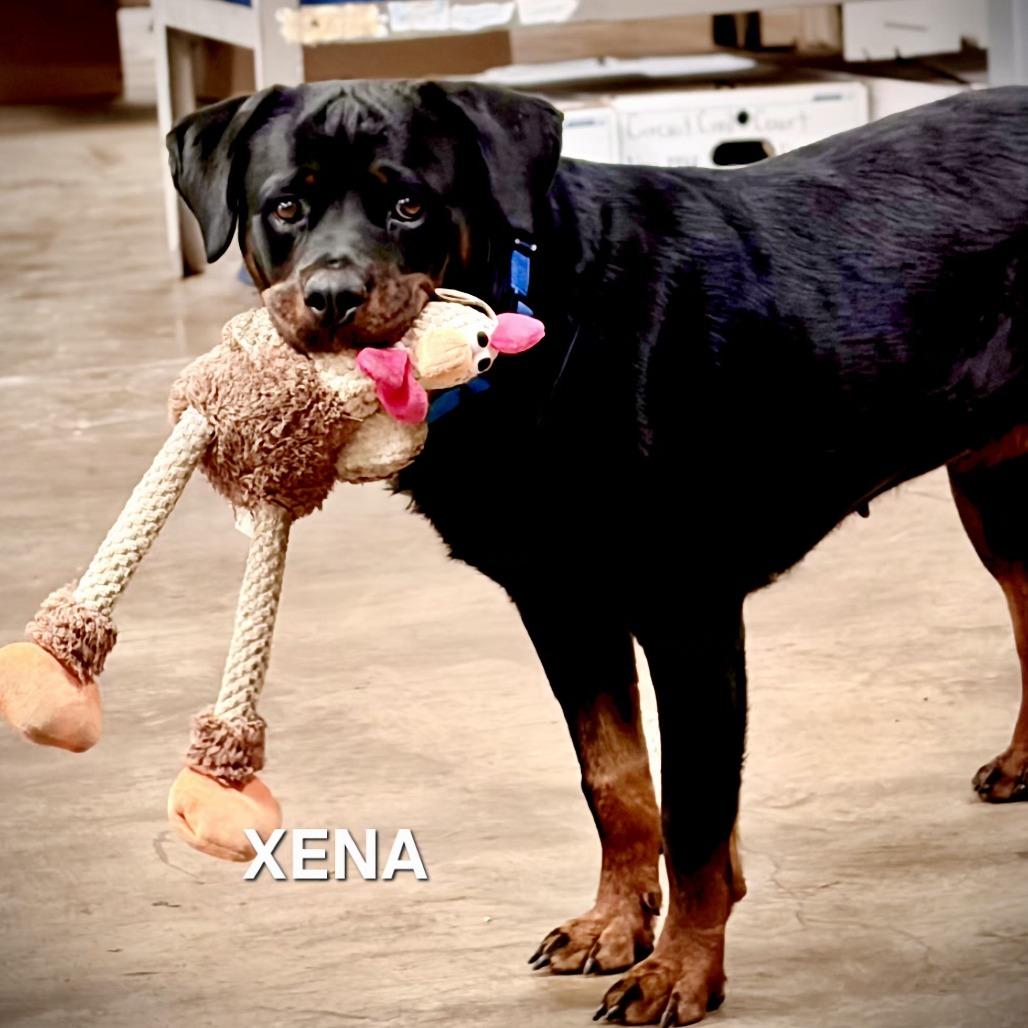 Enlarge Xena, a Adoptable mixed breed in Madisonville, TN image 3/4
