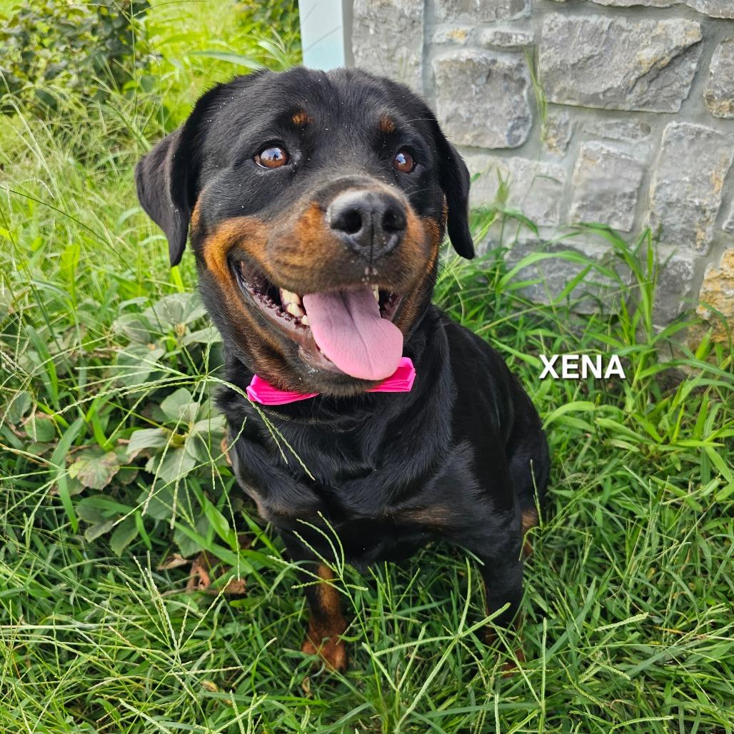 Enlarge Xena, a Adoptable mixed breed in Madisonville, TN image 4/4