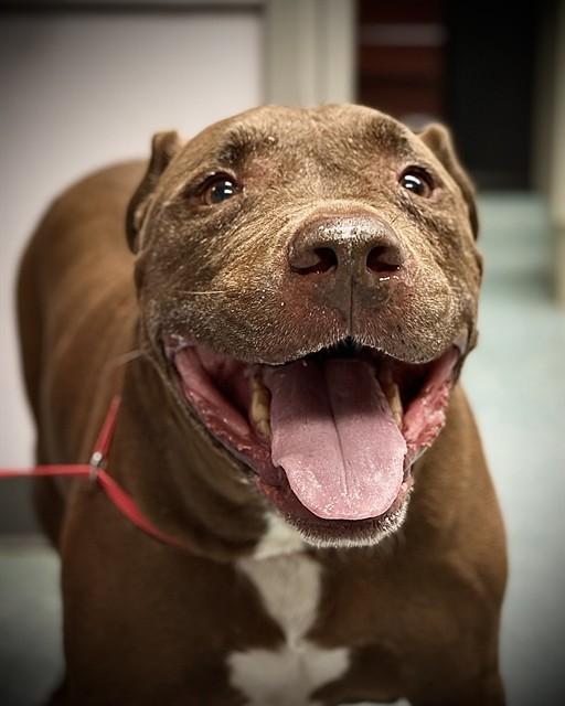 Enlarge SUPERSIZE, a Adoptable Pit Bull Terrier in Saint Cloud, FL image 1/1