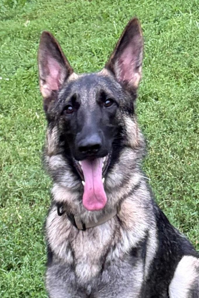 Forrest, Adoptable, Young Male German Shepherd Dog & Belgian Shepherd / Malinois.