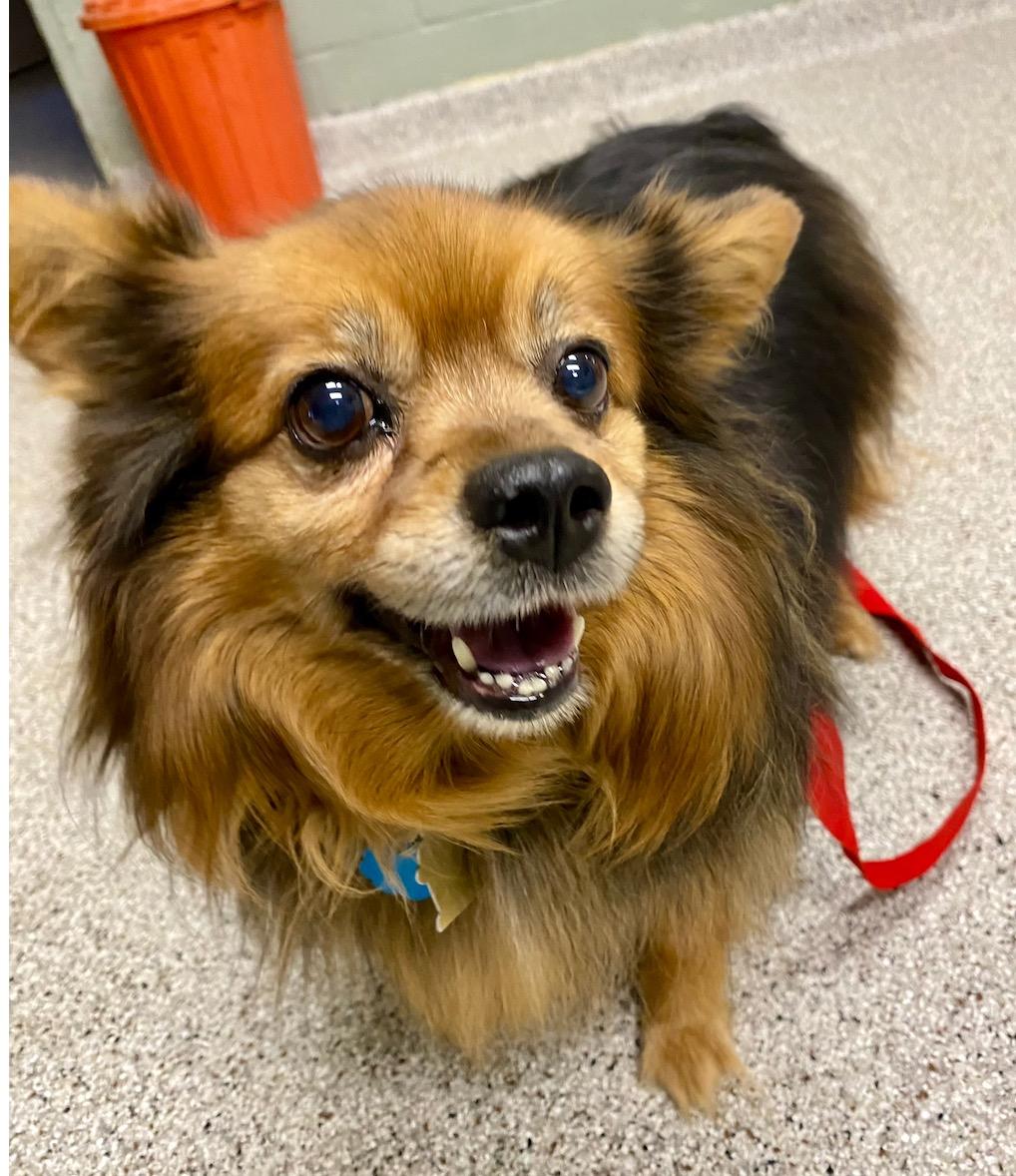 Enlarge Sophie, a ADOPTABLE mixed breed in Medfield, MA image 1/2