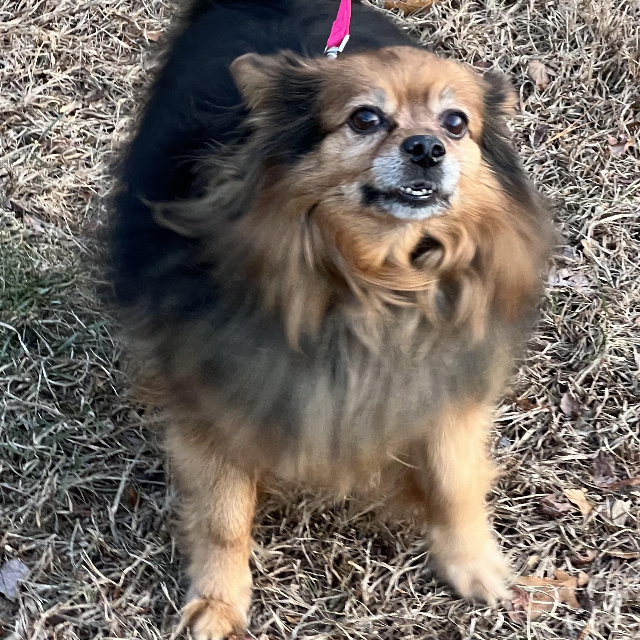 Sophie, ADOPTABLE, Senior Female Pomeranian.