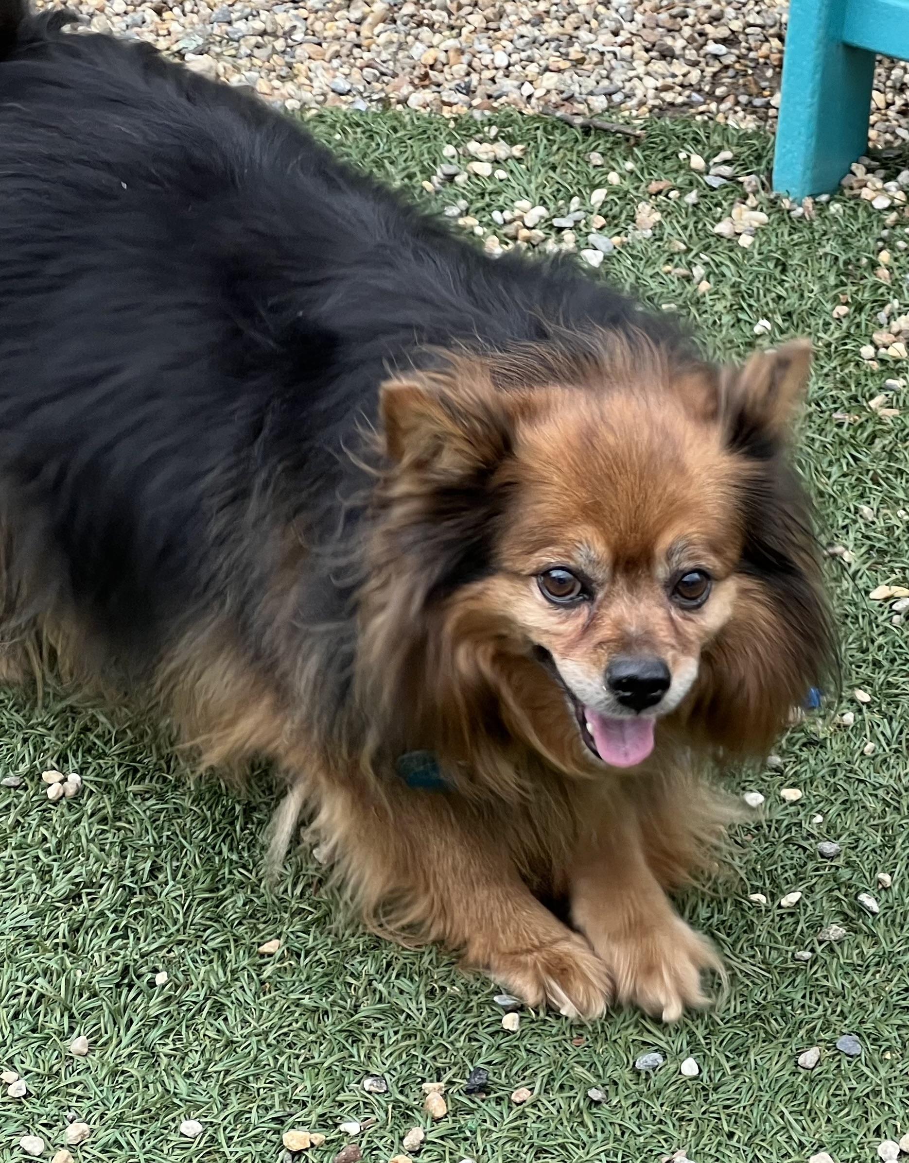 Enlarge Sophie, a ADOPTABLE mixed breed in Medfield, MA image 2/2