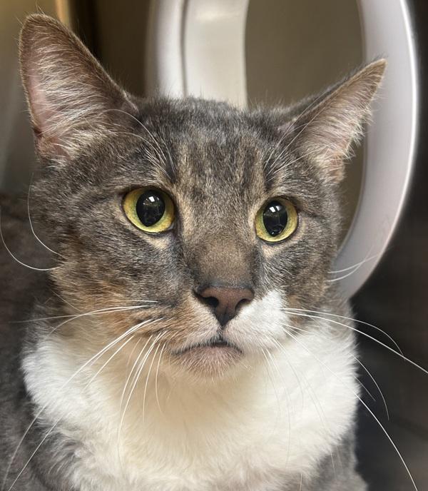 Jaeger, Adoptable, Adult Male Domestic Short Hair.