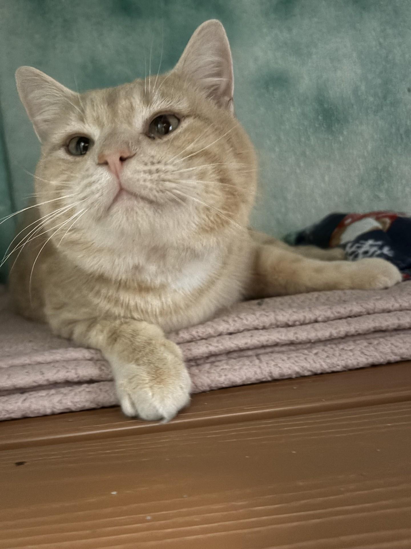 Enlarge Elliot, a ADOPTABLE Domestic Short Hair in Altoona, PA image 2/2