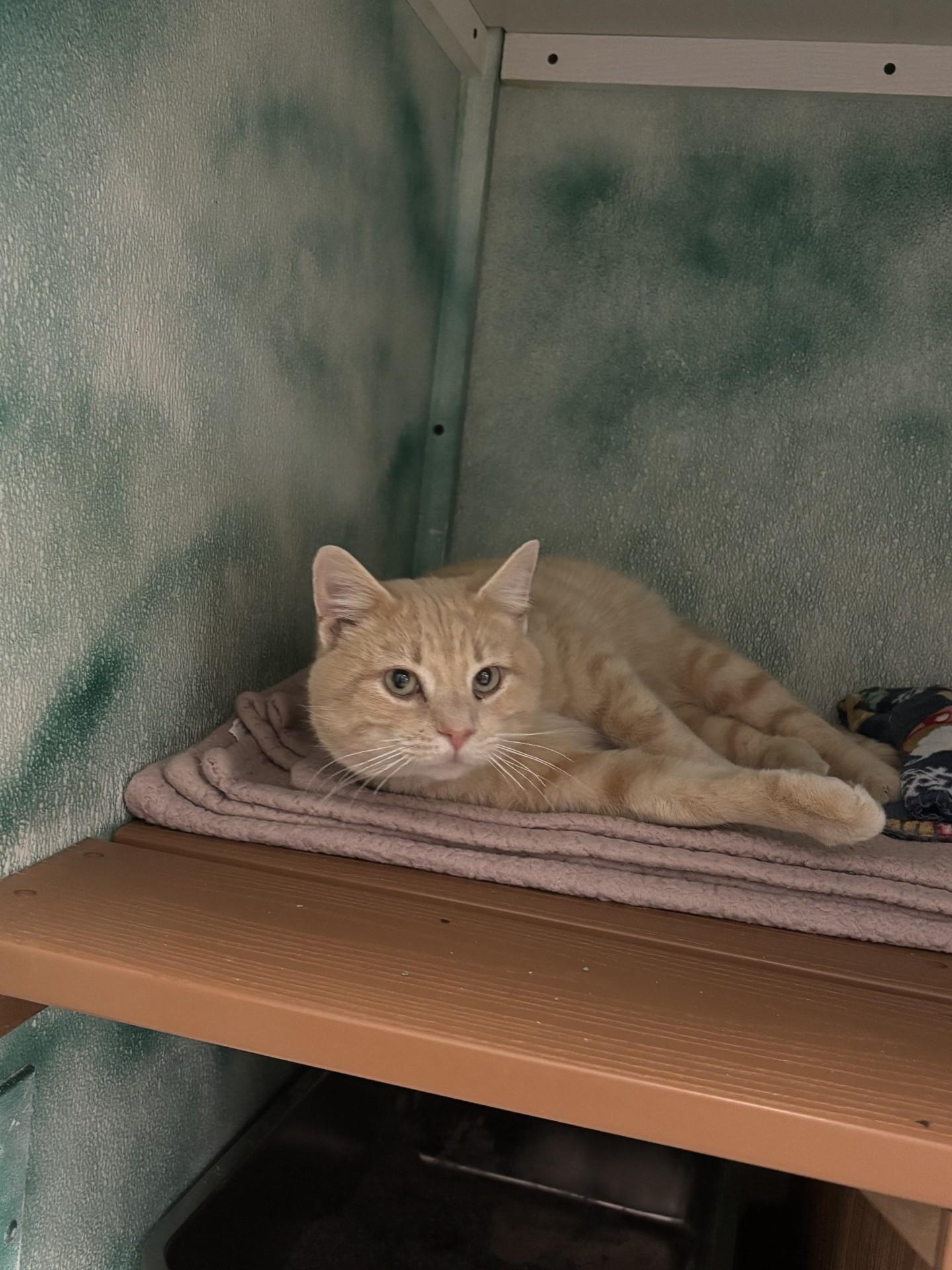 Enlarge Elliot, a ADOPTABLE Domestic Short Hair in Altoona, PA image 1/2