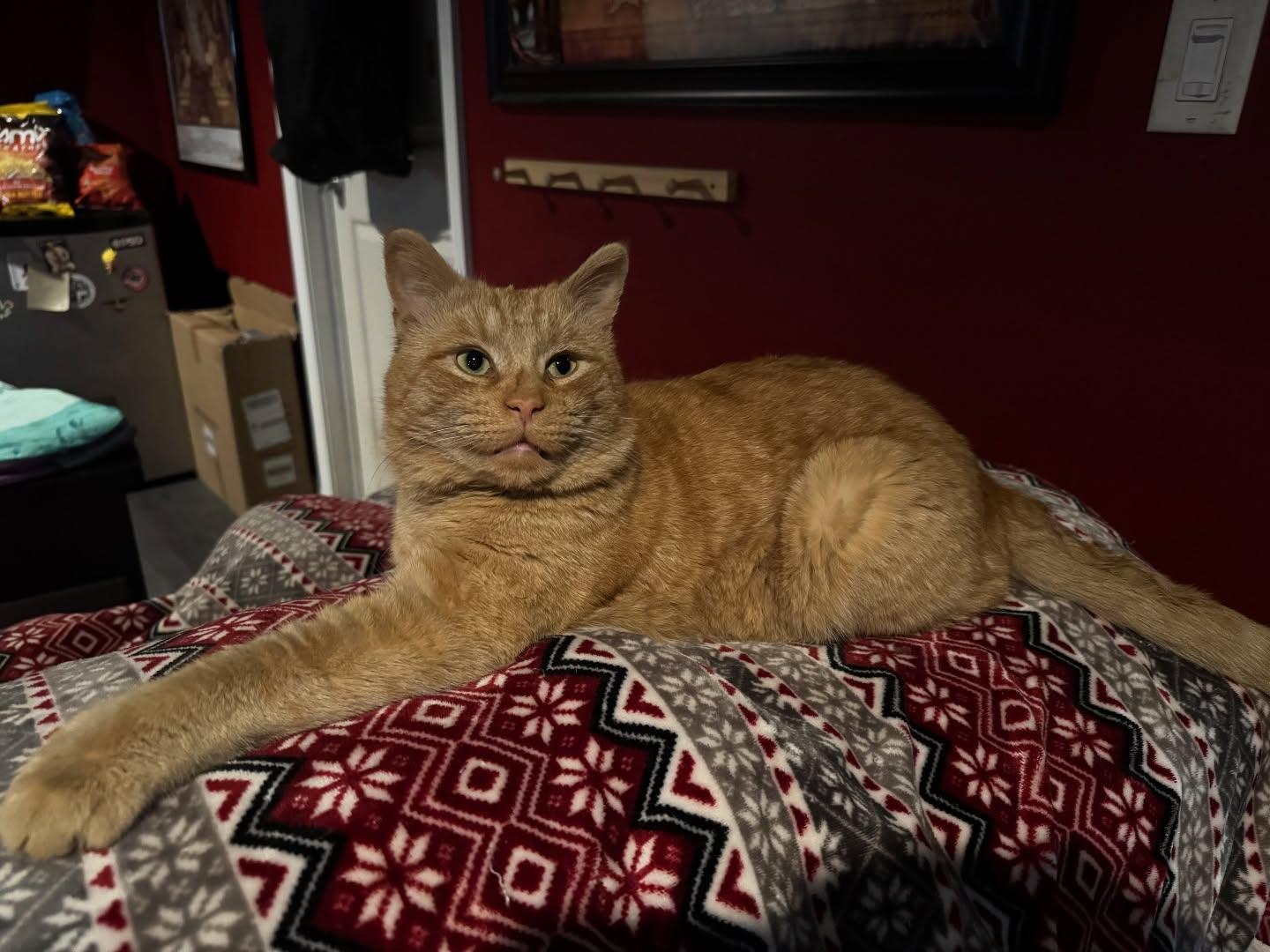 Enlarge Pooh Bear, an adoption pending Domestic Short Hair in Rochester, NY image 1/3