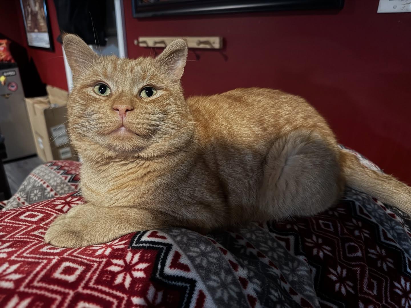 Enlarge Pooh Bear, an adoption pending Domestic Short Hair in Rochester, NY image 2/3